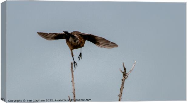 Bird taking off Canvas Print by Tim Clapham