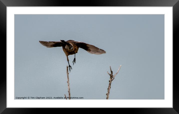 Bird taking off Framed Mounted Print by Tim Clapham