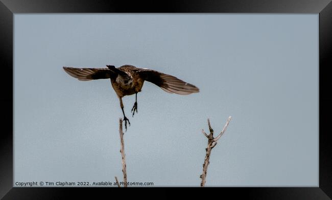 Bird taking off Framed Print by Tim Clapham