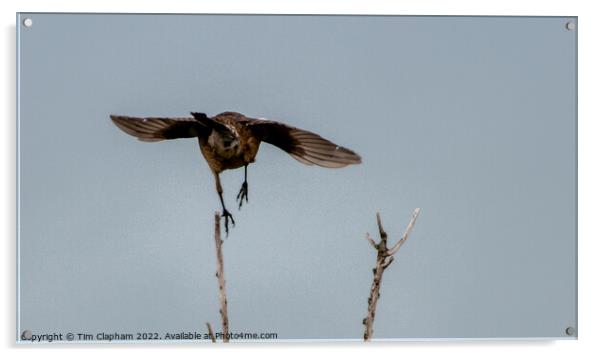 Bird taking off Acrylic by Tim Clapham