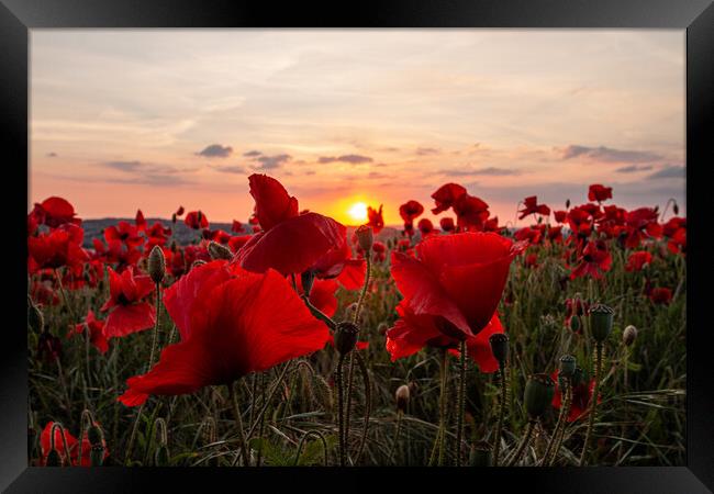 Poppy Field Summer Sunset Framed Print by J Biggadike