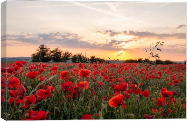 Poppy Field Summer Sunset Canvas Print by J Biggadike