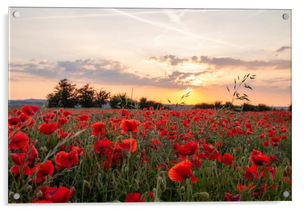 Poppy Field Summer Sunset Acrylic by J Biggadike