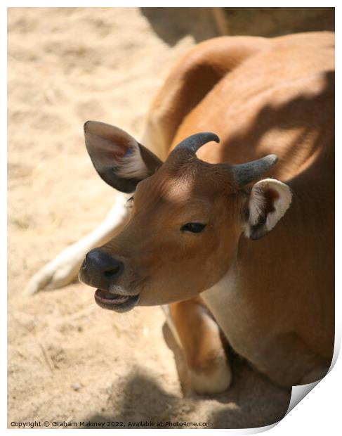 Happy brown cow Print by Graham Maloney