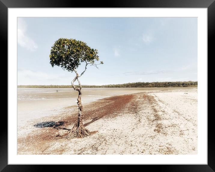 Lone Mangrove Tree Poona Fraser Coast, Qld Framed Mounted Print by Julie Gresty