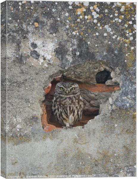 Little owl Canvas Print by Stephen Rennie