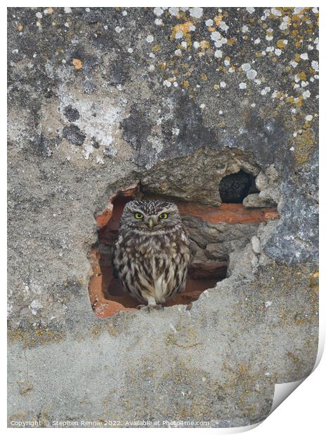 Little owl Print by Stephen Rennie