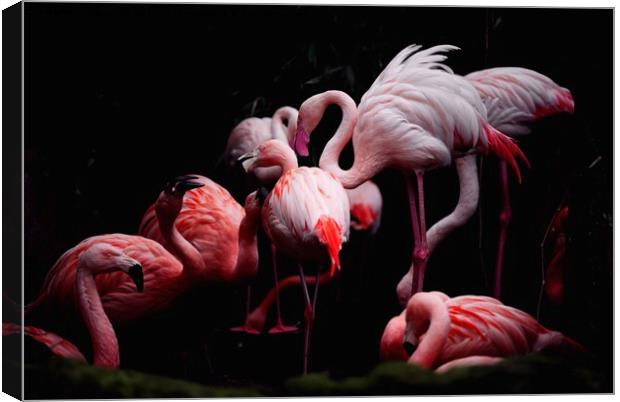 Flamingos Canvas Print by Nana Tchelidze