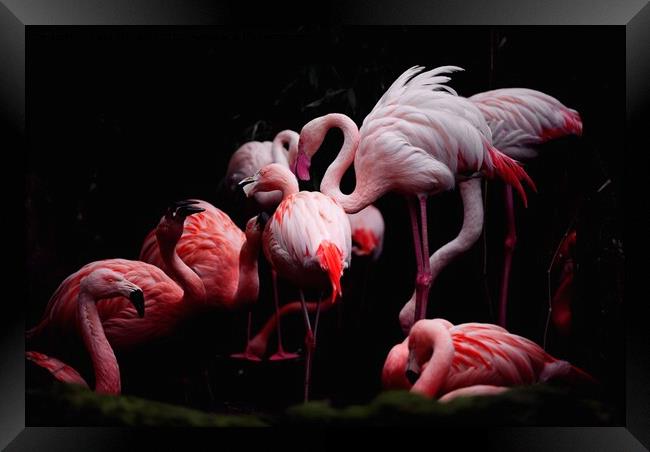 Flamingos Framed Print by Nana Tchelidze