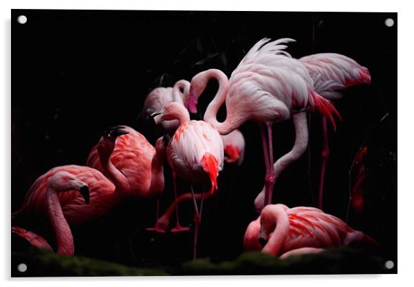 Flamingos Acrylic by Nana Tchelidze