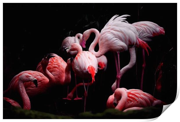 Flamingos Print by Nana Tchelidze