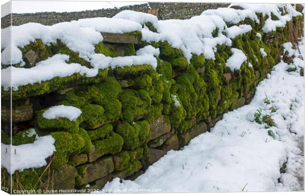 Moss covered dry stone wall in Yorkshire Dales National Park Canvas Print by Louise Heusinkveld
