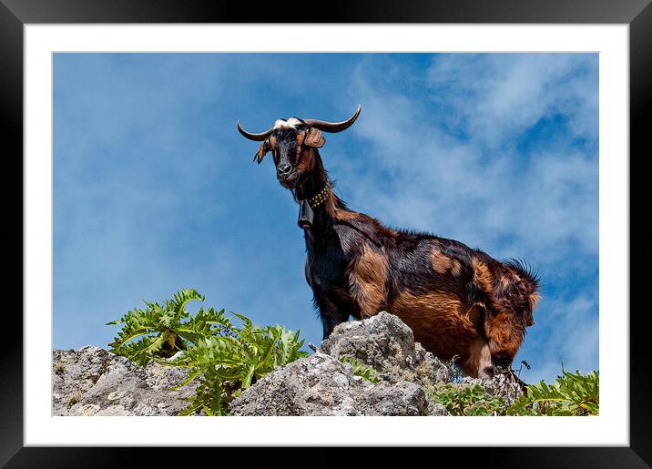 Goat peering down at me Framed Mounted Print by Joyce Storey