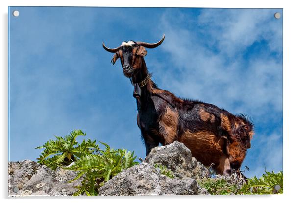 Goat peering down at me Acrylic by Joyce Storey