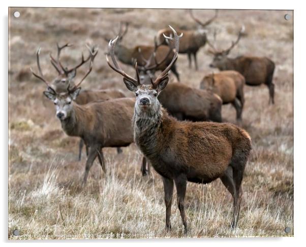 A group of Red deer stags in winter, Cairngorms, Scotland Acrylic by Louise Heusinkveld