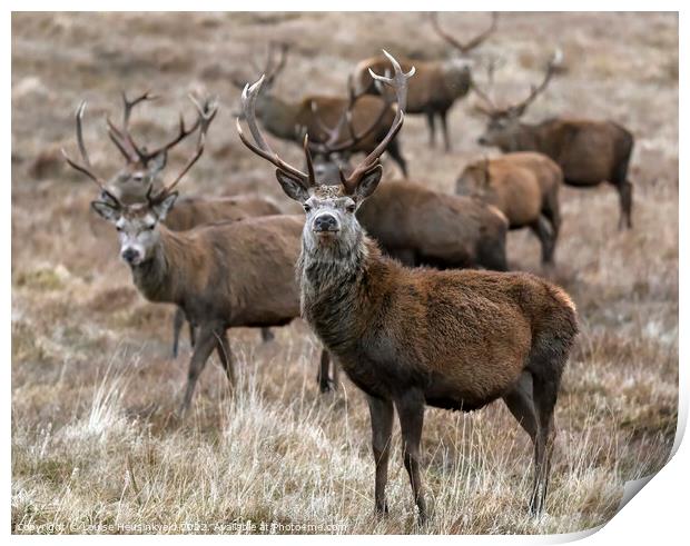A group of Red deer stags in winter, Cairngorms, Scotland Print by Louise Heusinkveld