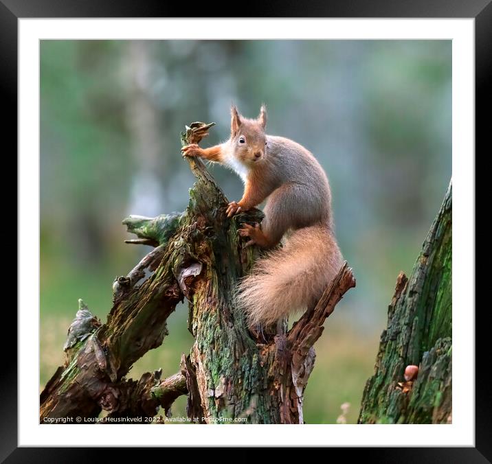 Red squirrel, Sciurus vulgaris Framed Mounted Print by Louise Heusinkveld