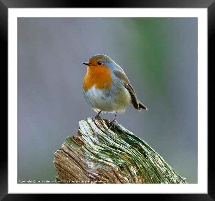 European robin, Erithacus rubecula Framed Mounted Print by Louise Heusinkveld