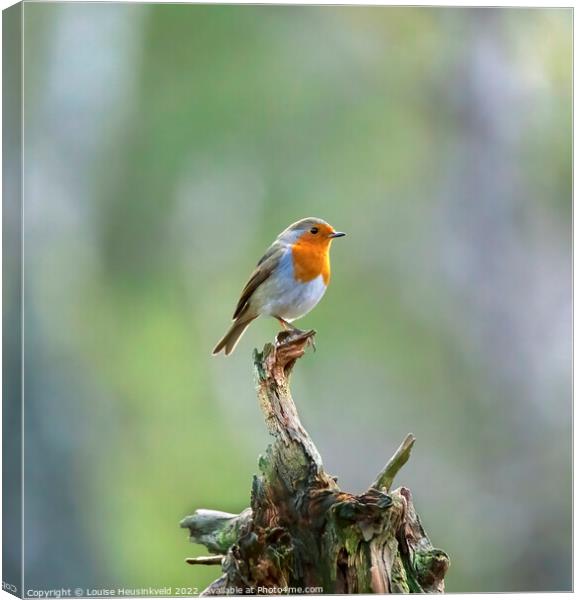 European robin, Erithacus rubecula Canvas Print by Louise Heusinkveld