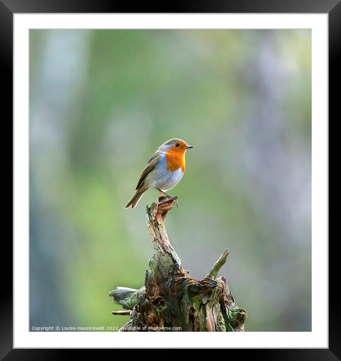 European robin, Erithacus rubecula Framed Mounted Print by Louise Heusinkveld