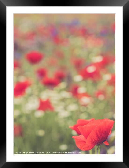 Field Of English Meadow Flowers & Poppies In Oxfordshire Framed Mounted Print by Peter Greenway
