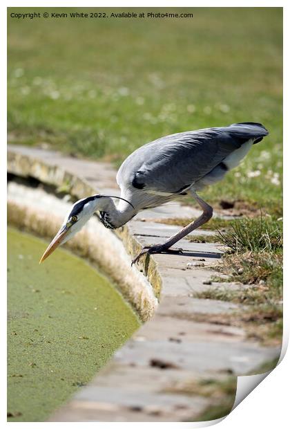 Heron has spotted something Print by Kevin White