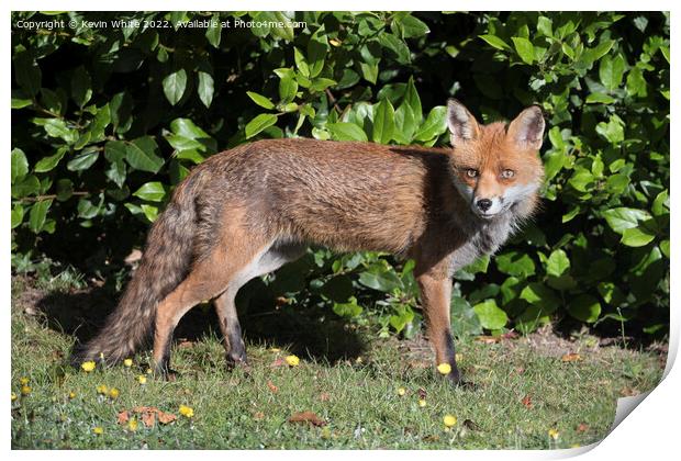 Red Fox Print by Kevin White