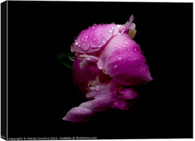 Pink Peony in Drops of Rain Canvas Print by Maciej Czuchra