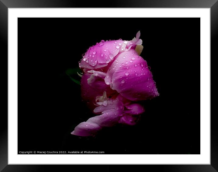 Pink Peony in Drops of Rain Framed Mounted Print by Maciej Czuchra