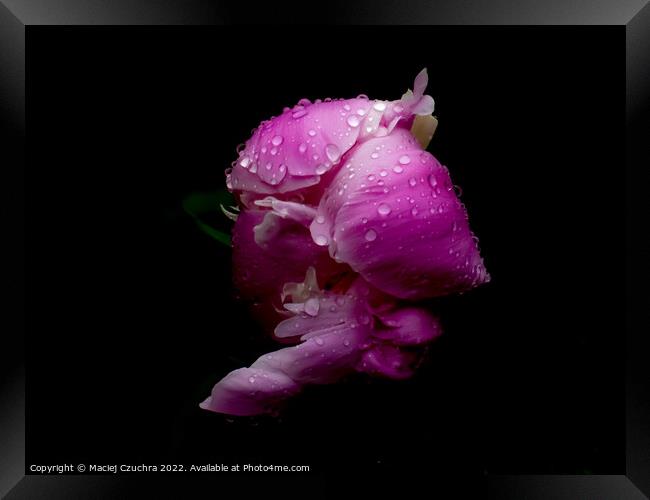 Pink Peony in Drops of Rain Framed Print by Maciej Czuchra