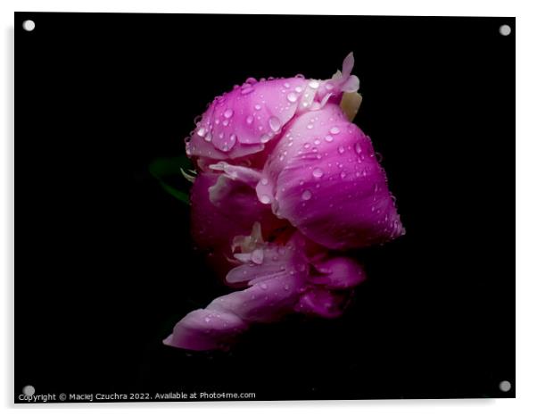 Pink Peony in Drops of Rain Acrylic by Maciej Czuchra