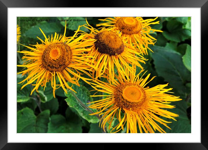 Inula Sunflowers macro Framed Mounted Print by Jim Jones