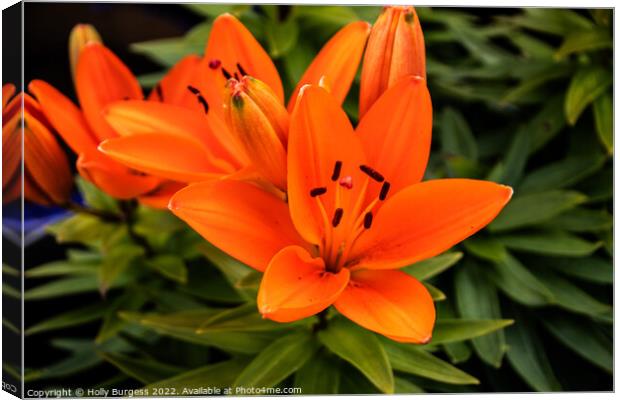 Orange Asiatic Lily flower  Canvas Print by Holly Burgess