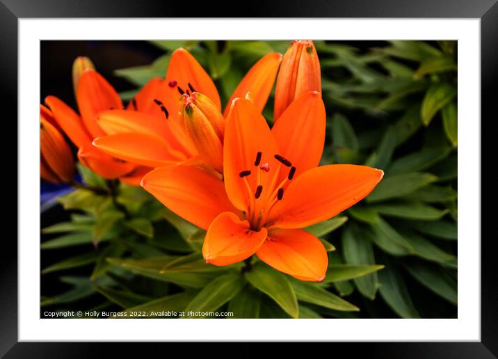 Orange Asiatic Lily flower  Framed Mounted Print by Holly Burgess