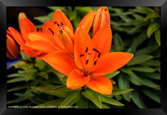 Orange Asiatic Lily flower  Framed Print by Holly Burgess