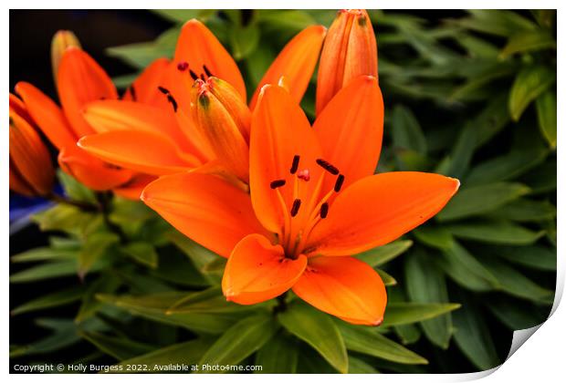 Orange Asiatic Lily flower  Print by Holly Burgess