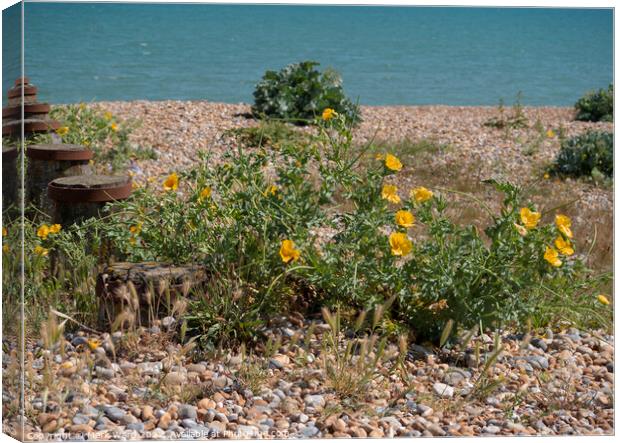 Yellow Horned Poppy on the beach. Canvas Print by Mark Ward