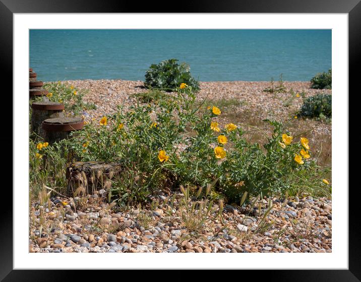 Yellow Horned Poppy on the beach. Framed Mounted Print by Mark Ward