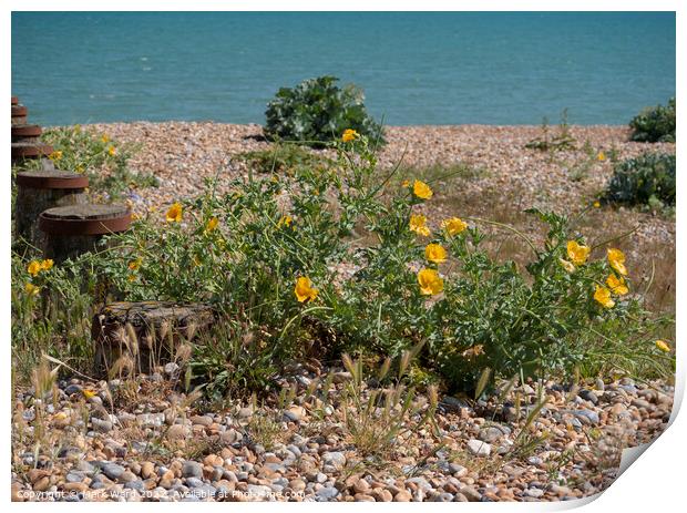 Yellow Horned Poppy on the beach. Print by Mark Ward