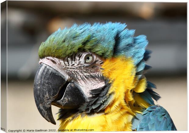 Blue and Yellow Macaw - closeup Portrait Canvas Print by Maria Gaellman