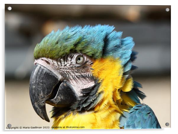 Blue and Yellow Macaw - closeup Portrait Acrylic by Maria Gaellman