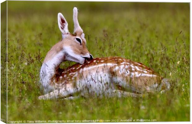 Young Fallow Deer Canvas Print by Tony Williams. Photography email tony-williams53@sky.com