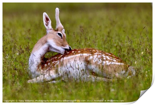 Young Fallow Deer Print by Tony Williams. Photography email tony-williams53@sky.com