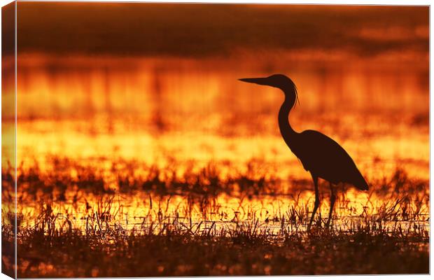 A bird standing next to a body of water Canvas Print by Guido Parmiggiani