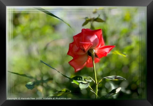 A red rose Framed Print by Marinela Feier