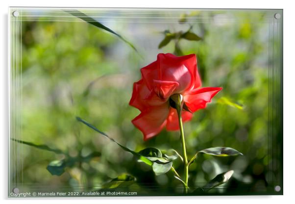 A red rose Acrylic by Marinela Feier