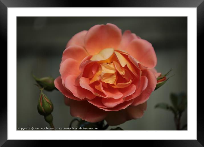 Orange Rose Framed Mounted Print by Simon Johnson