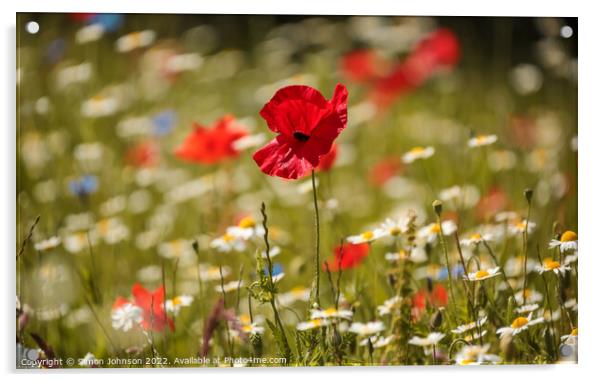 Poppy in the breeze Acrylic by Simon Johnson