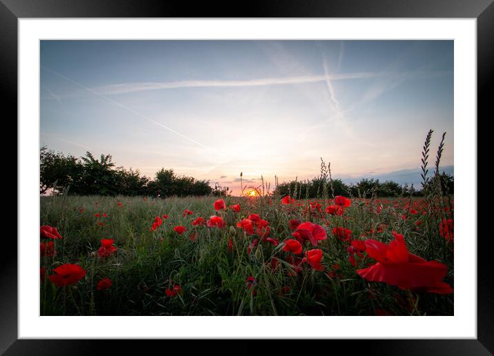 Poppies at dusk Framed Mounted Print by J Biggadike