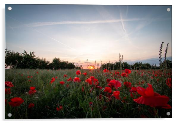 Poppies at dusk Acrylic by J Biggadike